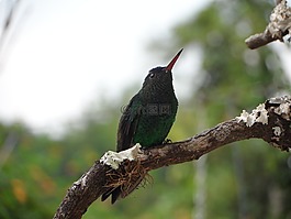 蜂鳥,ave,羽毛花園