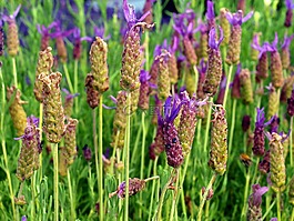 薰衣草,鲜花,布什