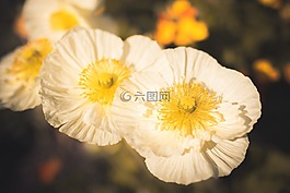 花,春,顏色
