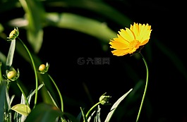 雛菊,黃色,花