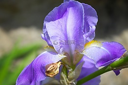 虹膜,花,紫