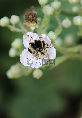 黑莓,赫梅爾,花園