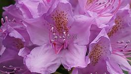 花園,鮮花,粉紅色的花