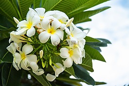 花,素馨花,雞蛋花
