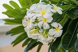 花,素馨花,雞蛋花