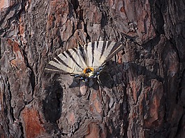 昆虫,蝴蝶,podalirius