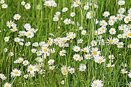 野雛菊,雛菊,草地