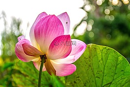 蓮花,博禁令,粉紅色