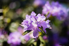 花,春,顏色