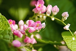 pwgchmpo,粉紅色,花