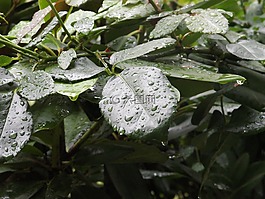 葉子,雨,性質(zhì)