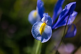 花,春,顏色
