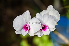 蘭花,白蘭花,白