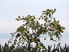 樹,檸檬,湖