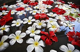 鮮花,浮動(dòng),水
