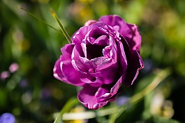 花,春,顏色