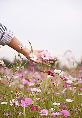 紫色,花,盛开
