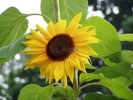 太陽花,花,性質(zhì)