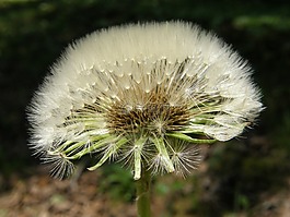 花,蒲公英,種子