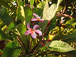 姜黃色百合花,夏威夷,鮮花