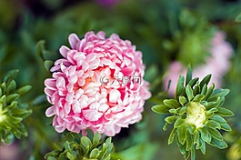 秋,花,翠菊