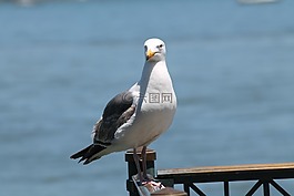 海鷗,海,鳥