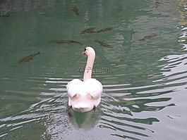 天鵝,水,動(dòng)物