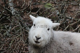 羊,herdwick,动物
