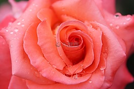 玫瑰,花,花瓣