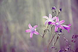 藍色鈴鐺,夏天,藍色