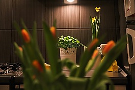 公寓,鮮花,郁金香