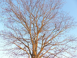 樹,性質(zhì),天空