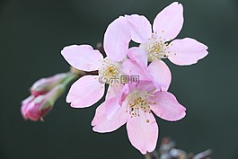 櫻花,春天,植物