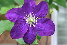 鐵線蓮,藤,花