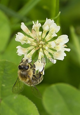 蜜蜂,三葉草花,克萊