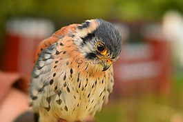 動物世界,性質(zhì),鳥