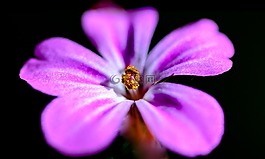 花,紫色,粉紅色