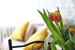 公寓,鮮花,郁金香