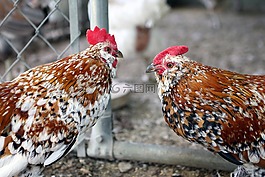 公鸡,矮脚鸡,羽毛脚