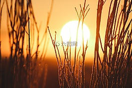 草,植物,戶外