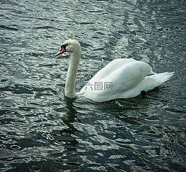 天鵝,鳥,水