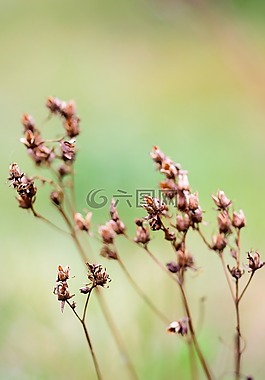 花,自然,綠色