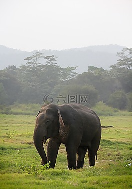 象,印度大象,斯里兰卡