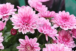 花卉,植物,性質(zhì)