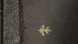 葉,樹,綠色