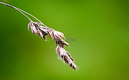 花,自然,綠色