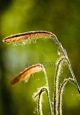 花,自然,綠色