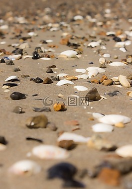 貽貝,沙,北海