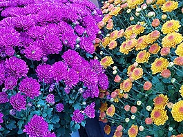 秋季,成为,小菊