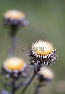自然,蒲公英,植物